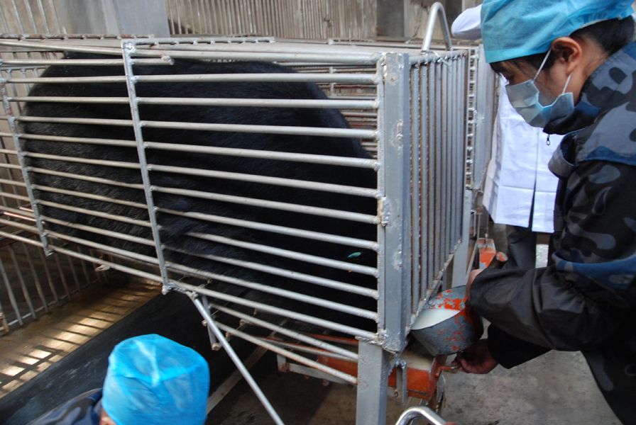 高清:归真堂开放养熊基地 记者现场实拍活熊取胆过程