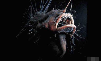 令科学家着迷的深海怪兽-科技频道-和讯网