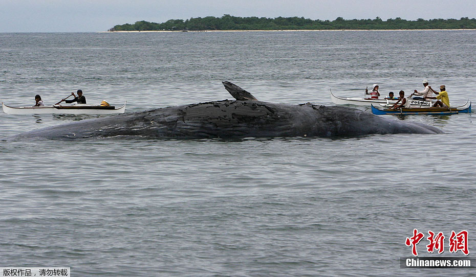 一抹香鲸尸体现菲律宾海域 体长16米(组图)