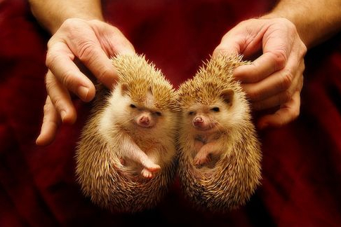 美国男子晒宠物刺猬缺牙照 看看外国人的奇葩